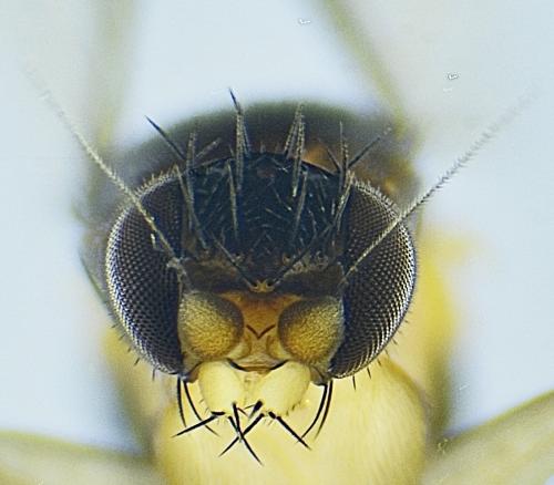 Réf. 274 819 : Dohrniphora cornuta